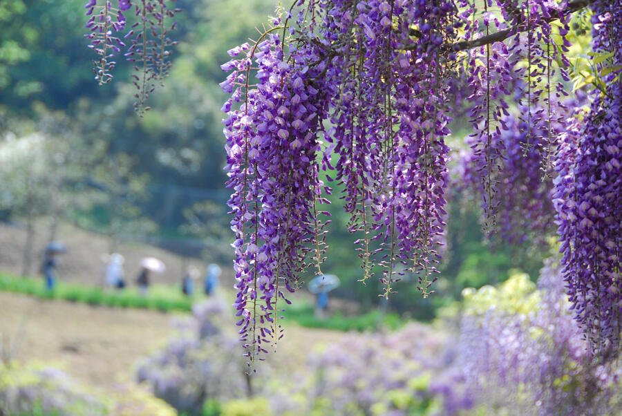 🌸 요코스카 창포원(요코스카 쇼부엔) 이미지 4